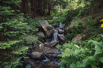 mountain river with clear water. nature