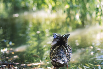 little goose on the shore of the lake that eats. wildlife concept