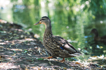 little goose by the lake. wildlife concept