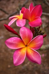 Pink And Orange Flowers