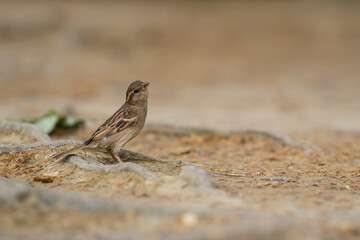 A little brown sparrow in the ground