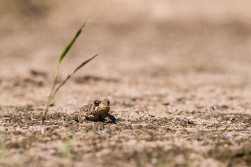 Jeune crapaud d'Amérique sur le sable
