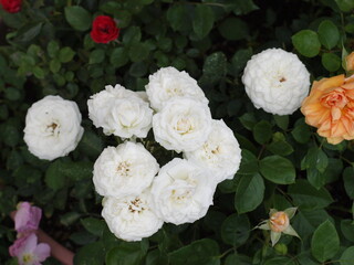 Obraz na płótnie Canvas Roses blanches