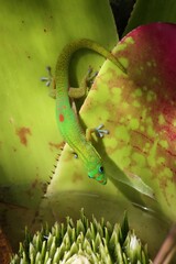 Gecko Reflections Vivid