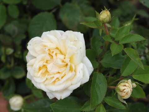 Rose blanche