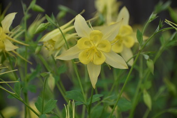 Yellow Columbine Colorado State Flower