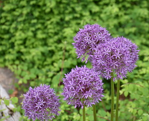 Purple Allium nigrum L. Black Garlic Giant Onion