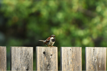 An image of a single wild song bird sitting on the edge of an old wooden fence.