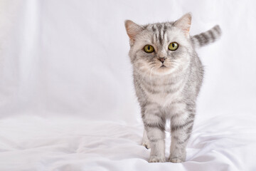 Fototapeta na wymiar A gray striped cat stands on a white background.