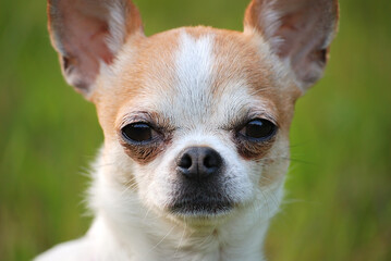 chihuahua_on_face