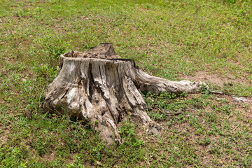 Fototapeta na wymiar Dry tree stump in the meadow - image with copy space, dead tree.