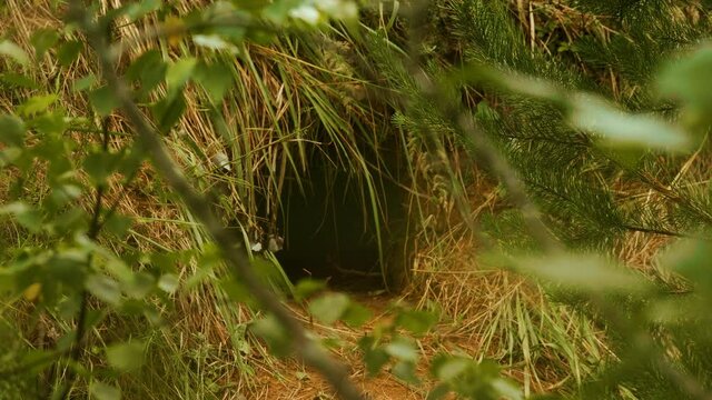 Fox hole in the forest, summer day time