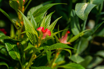 Obraz na płótnie Canvas Bright, red, pink celosia flowers growing outdoors.