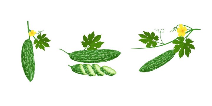 Vector illustration, Bitter melon or (Momordica Charantia), isolated on white background.