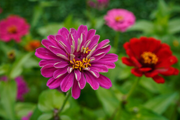 A large purple zinnia growing among other flowers in a field.