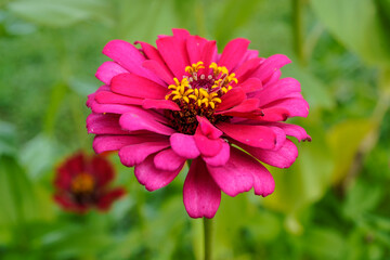 Obraz premium Bright, large, pink zinnia flower growing outdoors. Macro image.