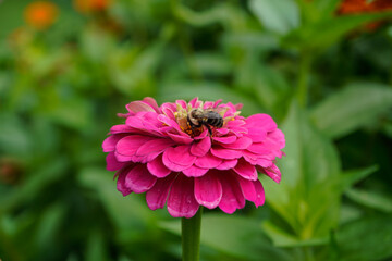 A large pink, purple zinnia flower with a bumblebee on top.