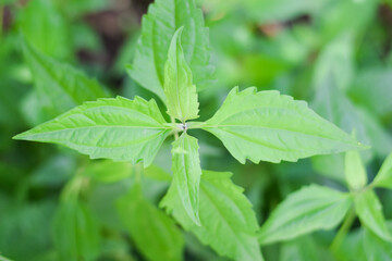 The leaves of Chromolaena odorata grow wildly in the tropics.