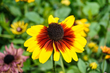 Bright Denver Daisy Rudbeckia flower growing in a flower garden.