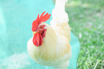 Close-up of a white chicken in the garden