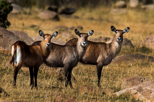 
What are you doing? Waterbuck on the Serengeti plains in Tanzania Africa. 