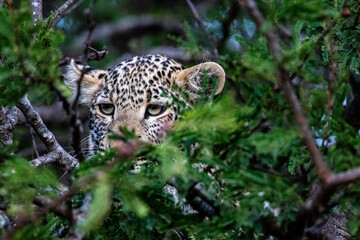 Fototapeta na wymiar A leopard plays peek-a-boo in the brush on a kopje in near the Mara in Tanzania