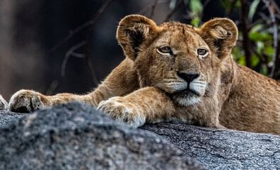 Lioness at rest on rocks near  the Mara River in Tanzania, 