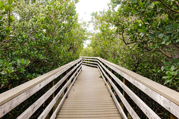 wooden bridge in the woods