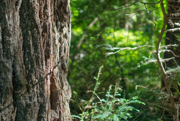 Obraz premium Trunk of a redwood with greenery in the background.