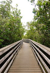 wooden bridge in the forest