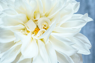 Beautiful, large, white dahlia flower fills the image. Dinner plate size dahlia.