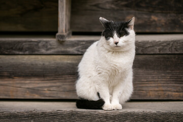 猫　神社で待つ猫　いつもいる猫　かわいい猫　癒しを与える猫　待ち猫