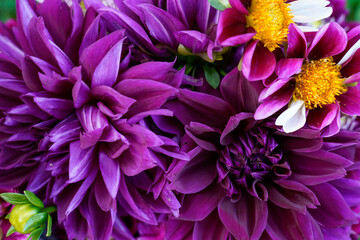 Obraz premium Large purple dahlia flowers fill this image.