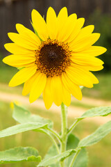 An isolated sunflower in full bloom in Summer.