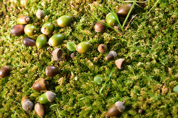 Acorns on green