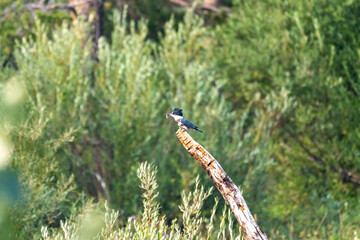 Belted Kingfisher bird perched on a branch with a worm in mouth, at Grand Teton National Park