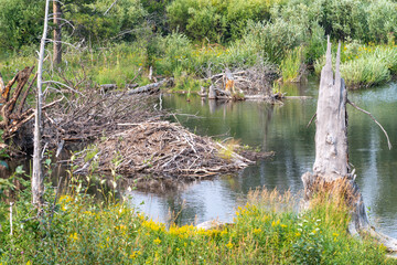 Beaver pond in a creek in Grand Teton National Park Wyoming © MelissaMN