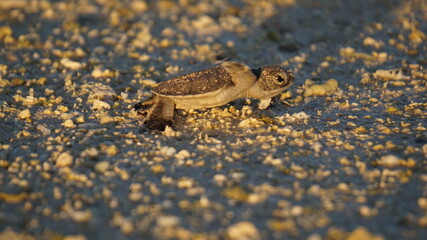 baby turtle hatchling heading to the ocean