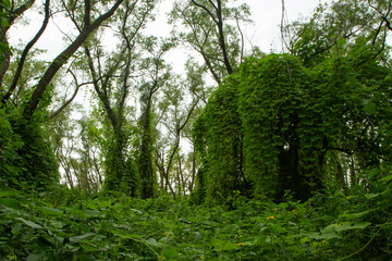 Obraz premium Wilderness. View of the green tropical forest. Beautiful leaves texture and pattern. 