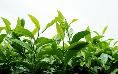 晩夏　お茶の葉　お茶畑風景