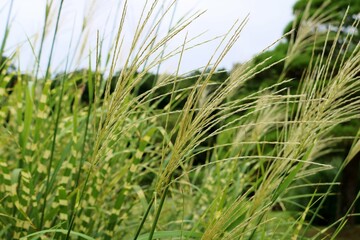 風になびく斑入りすすき　タカノハススキ　晩夏