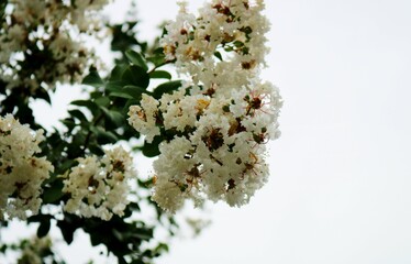 夏の終わり　白いサルスベリの花　風景
