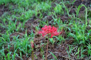 夏の終わり　土手にポツント彼岸花　風景