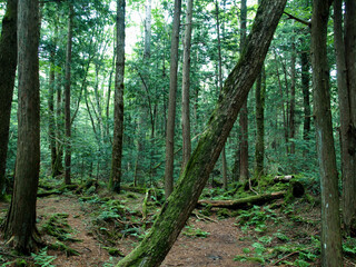 Aokigahara Jyukai2
