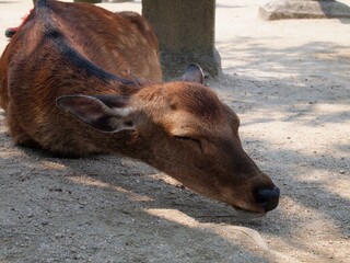 A sleeping deer in Miyajima, Hiroshima, Japan 