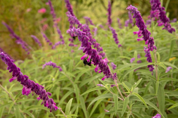 Ecosystem gardens. Pollination. Closeup view of a black bumblebee pollinating a Salvia leucantha, also known as Mexican Bush Sage, purple flowers blooming in the park. 