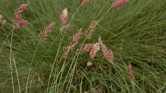 Landscaping and ornamental grasses. Closeup view of Melinis nerviglumis, also called Ruby Grass, green foliage and red, pink flowers spring blooming in the garden.