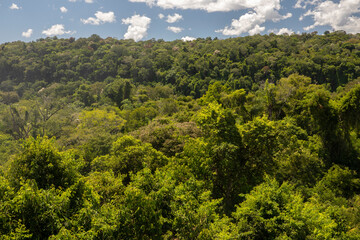 Fototapeta na wymiar Natural background. Jungle lush vegetation. View of the tropical rainforest green trees foliage beautiful texture and pattern.