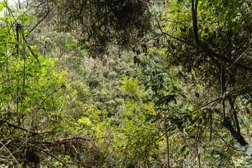 River in the mountains of the Andes between grasslands, grass typical of the páramo. Small vegetation is observed at the beginning of the river and leafy as the mountain range descends.