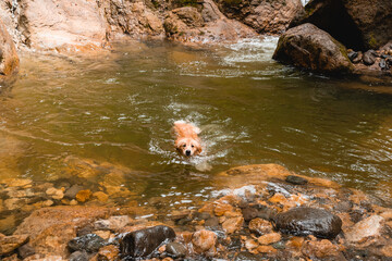 River in the mountains of the Andes between grasslands, grass typical of the páramo. Small vegetation is observed at the beginning of the river and leafy as the mountain range descends.